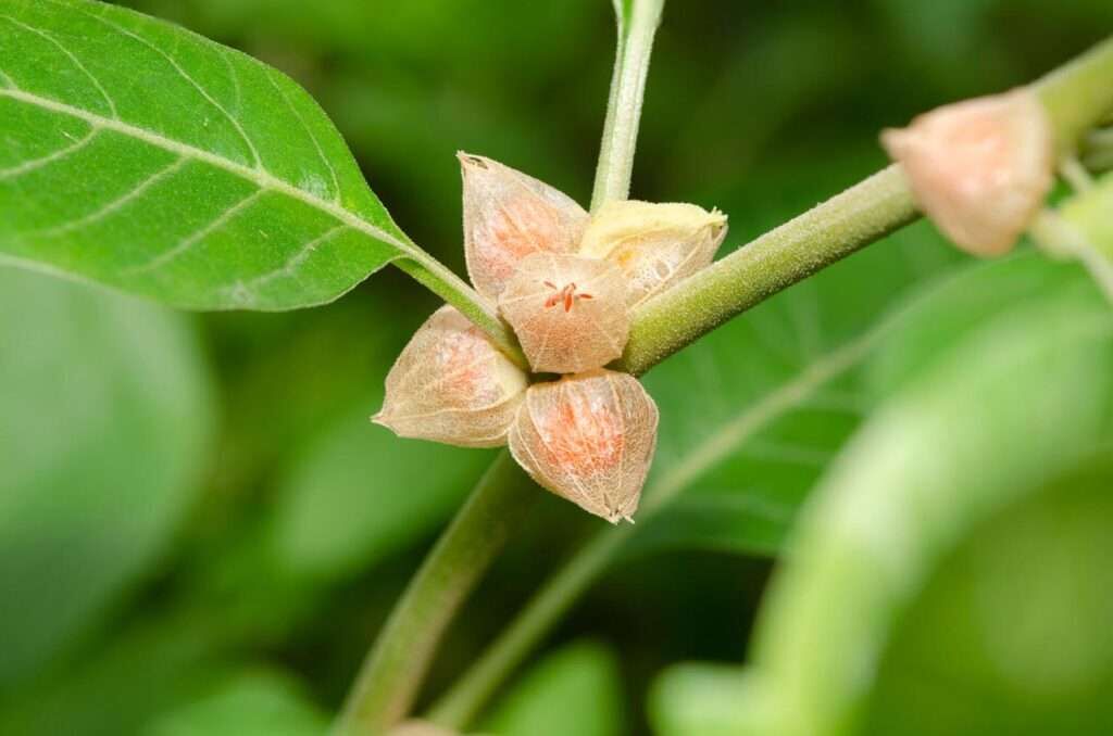 Ashwagandha - Part of Wellness Formula